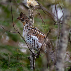 A Grouse Sitting in a Tree