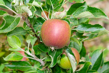 Cox's apple in a garden, end of first week in August.