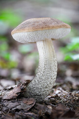 Edible mushroom birch bolete in moss