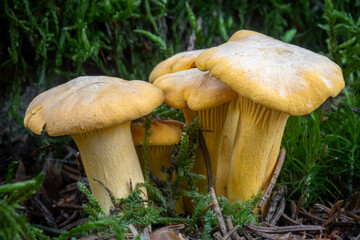 Group of edible and tasty mushrooms known as girolle