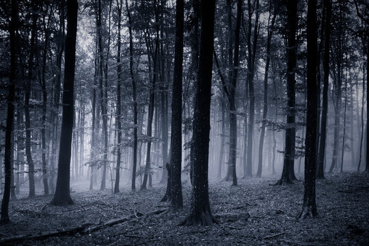 dark spooky forest at night