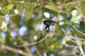 Red-billed streamertail (Trochilus polytmus) in Jamaica