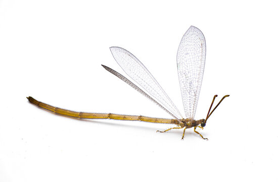 adult ant lion - myrmeleon immaculatus - preparing for flight with wings up, long thin abdomen isolated on white background
