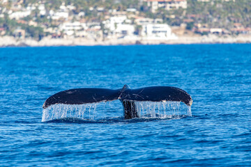 Fototapeta premium Tail of a whale diving in the deep sea of the Gulf of California that joins the Sea of Cortez with the Pacific Ocean in front of the coastline of Cabo San Lucas in Baja California Sur. Mammal concept.