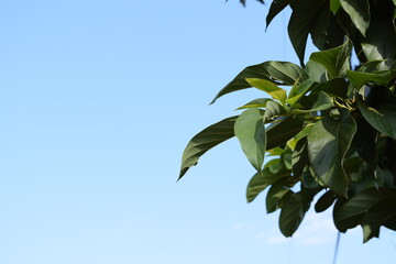 green leaves against blue sky