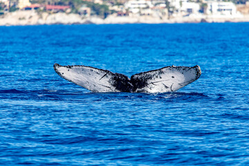 Fototapeta premium Beautiful whale entering the deep sea of the Gulf of California that joins the Sea of Cortez with the Pacific Ocean in front of the coastline of Cabo San Lucas in Baja California Sur. Mammal concept.