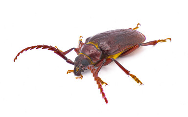 Prionus pocularis - tooth necked longhorn beetle - isolated on white background top front side profile view