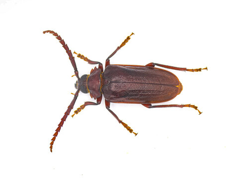 Prionus pocularis - tooth necked longhorn beetle - isolated on white background top dorsal view showing teeth on both sides