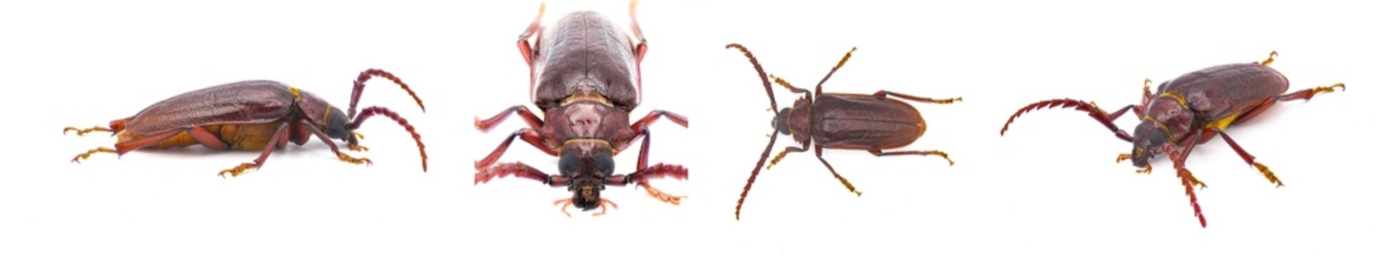 Prionus pocularis - tooth necked longhorn beetle - isolated on white background four views