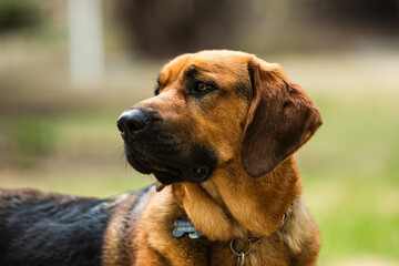 portrait of a golden bloodhound dog - obrazy, fototapety, plakaty