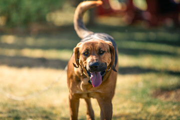 portrait of a bloodhound retriever - obrazy, fototapety, plakaty