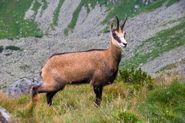 Chamois (Rupicapra rupicapra) beautiful species of goat standing on top of the mountain. Portrait of chamois stand on mountain meadow. Beautiful evening lights.