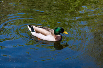 duck on a lake