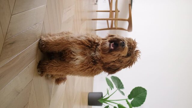Vertical video. Domestic dog breed Labradoodle sit  in bright living room  interior looking at camera. Cute pet looks into frame at beginning sits then lies down indoor. Free place for text logo. 9x16