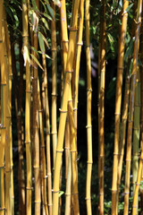Closeup of sunlit Bamboo, Devon England
