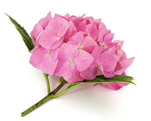 Inflorescence of the pink flowers of hydrangea, isolated on white background - 617386513