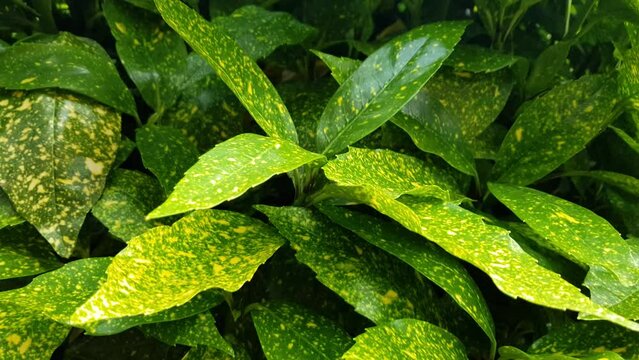 Aucuba japonica or Glod dust plant. A beautiful garden decorative plant with a bushy shape that originates from China, Korea and Japan. Beautiful green leaves with traces of gold dust