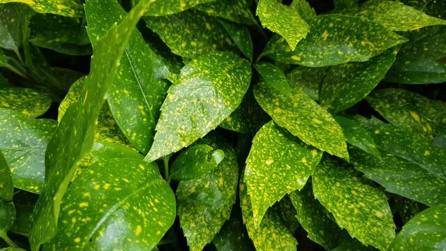 Aucuba japonica or Glod dust plant. A beautiful garden decorative plant with a bushy shape that originates from China, Korea and Japan. Beautiful green leaves with traces of gold dust