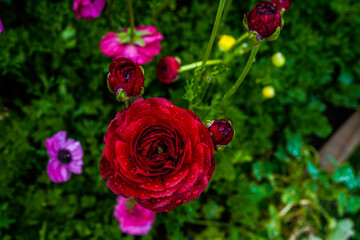 Ranunculus flowers growing in an outdoor garden space. Focus on a ruffled red flower.