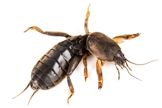 Mole cricket insect, lat. Gryllotalpidae, isolated on white background
