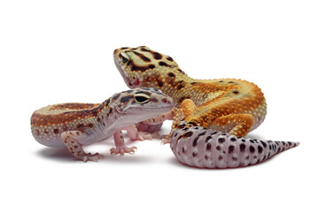 a pair of Eublepharis macularius red stripe closeup on isolated background
