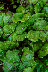 Large, healthy leaves of several beet plants.