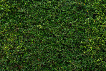 Abstract Green leaves background use for wallpaper,banner,poster.