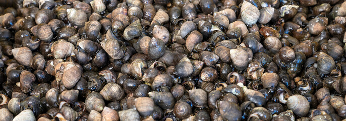 periwinkles from the atlantic ocean on a shop counter of a stall in a market hall at Vannes in Brittany, France