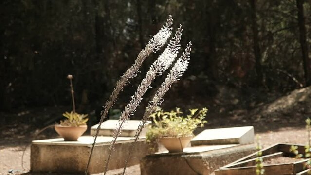 A slow motion of summer flies hovering around a bunch of squill flowers in a cemetery on midday. the flowers are beautifully backlit, and some distant graves are visible out of focus in the background