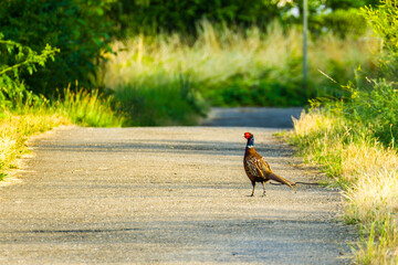 Pheasant walking on the sunlit footpath