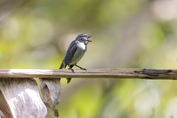 Jamaican euphonia (Euphonia jamaica) , one of Jamaican endemic species