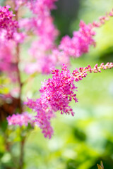 Obraz premium Pink Astibles flowers in bloom, in a summer garden