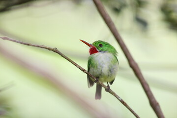 Jamaican tody (Todus todus), one of the smallest birds in the world