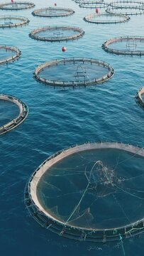 Large industrial fish farming unit cages in calm deep waters, aerial vertical shot