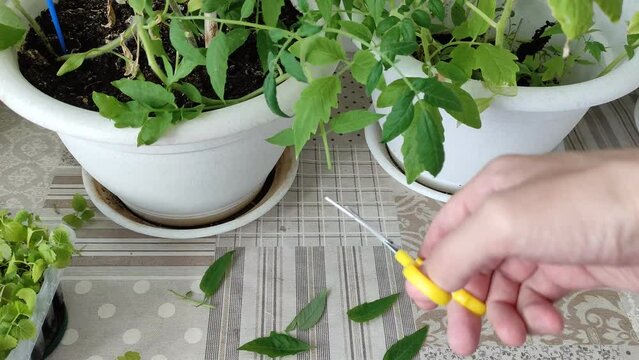 Trimming houseplants with scissors. Cutting a tomato in the container at home