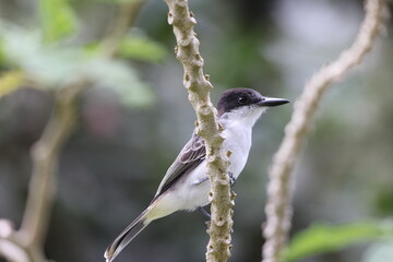 Loggerhead Kingbird (Tyrannus caudifasciatus) in Jamaica