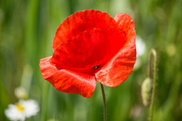 Naklejka premium Mohnblüte