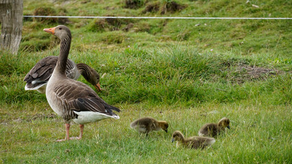 Graugänse Küken