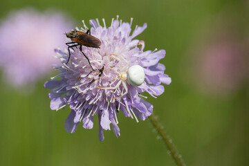 Krabbenspinne und Fliege auf der Blüte einer Witwenblume
