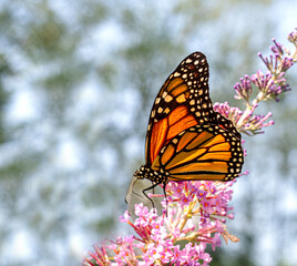 monarch butterfly on flower