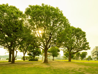 緑の豊洲公園
