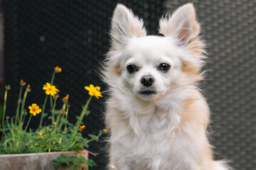 adorable white chihuahua dog sit on a fur / brown chihuahua sit /  feeling happy and relax dog
