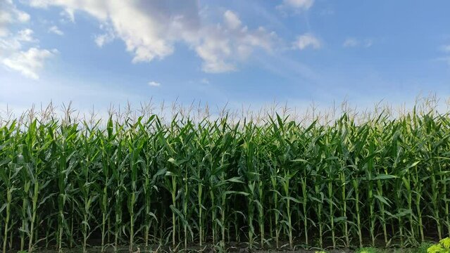 Corn sways in the wind. Screensaver corn field on sky background