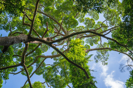 The big tropical tree with sky background, view from below. Scientific name Dipterocarpus alatus or Yang Na Yai tree or Dipterocarpaceae, Malaysia