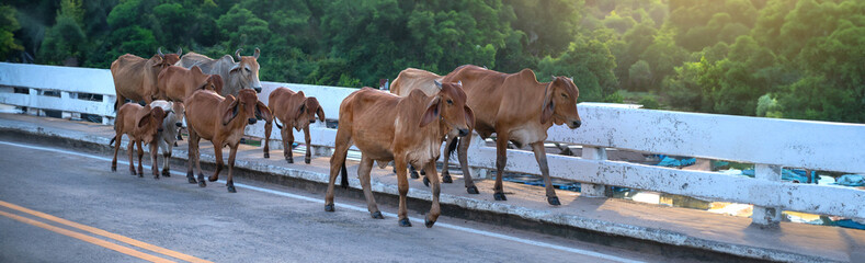 Panorama Small herd of cows crossing the road in Thailand,Laos,Vietnam.Travel and milk nutrition concept.