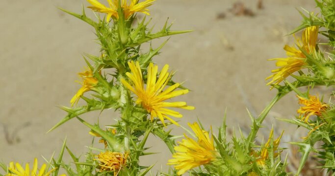 Scolymus hispanicus, the common golden thistle or Spanish oyster thistle