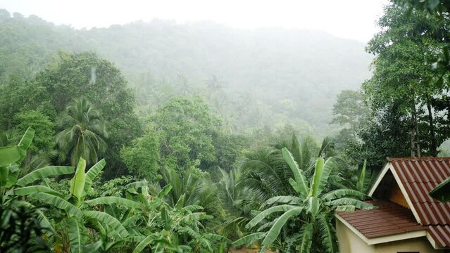Beautiful shot with heavy downpour in the daytime. Heavy rain on palm trees and brown roof of house during tropical storm in monsoon season in the island of Koh Phangan, Thailand, South East Asia.