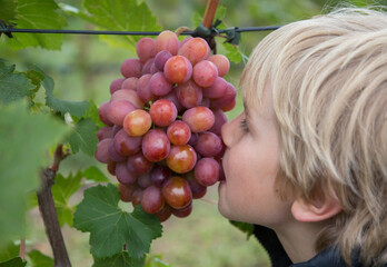 Close-up of the face of a boy biting large grapes from a large ripe appetizing bunch. The child...