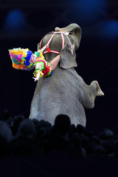 Circus Acrobat Rides An Elephant In Front Of A Large Crowd Of People