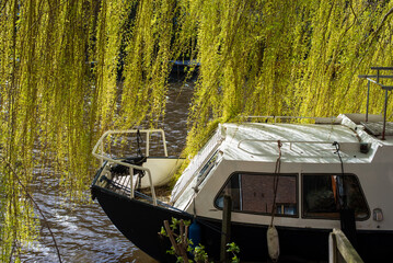 boat and willow tree on the canal 